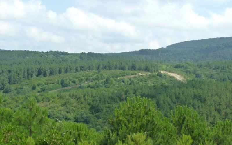 ALEMDAĞ ORMANI DOĞA YÜRÜYÜŞÜ